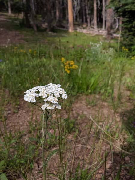 Yarrow