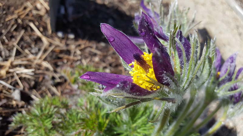 pasque-flower1_LesleyJuel