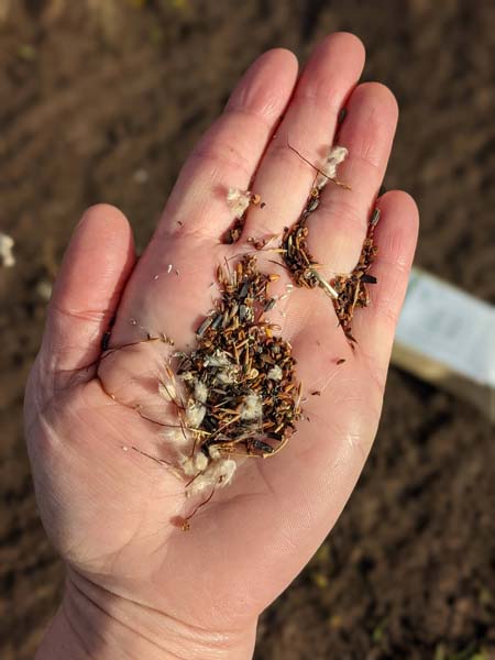 seeds2