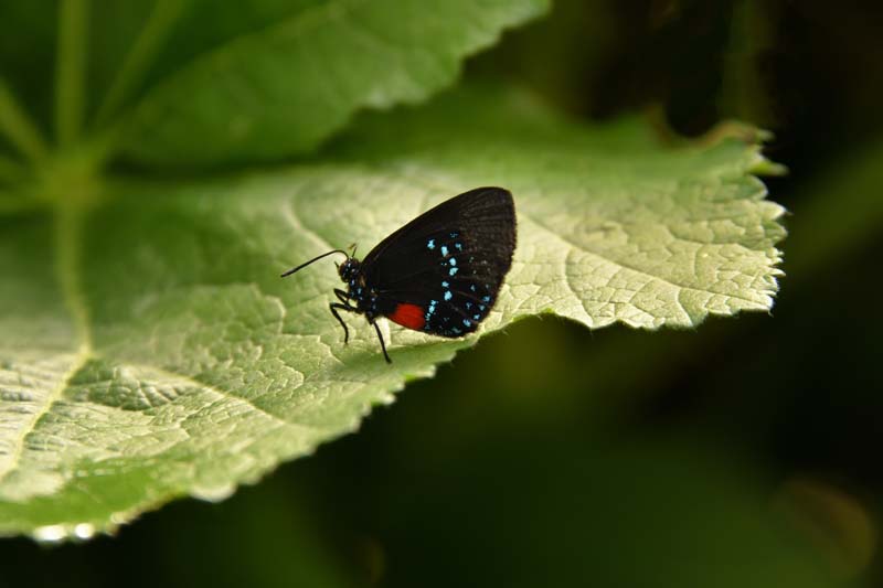 Atala