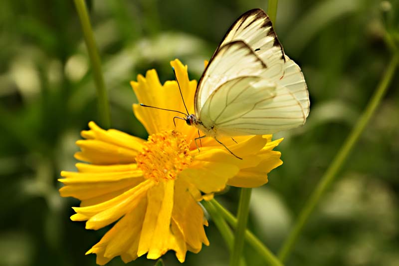 GreatSouthernWhite