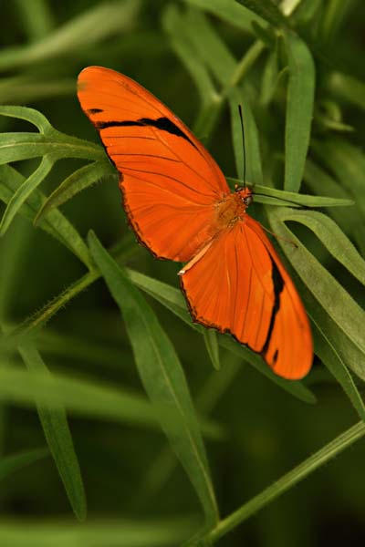 JuliaLongwings