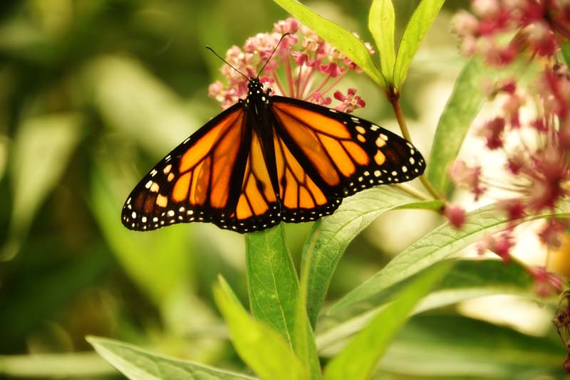 Monarch