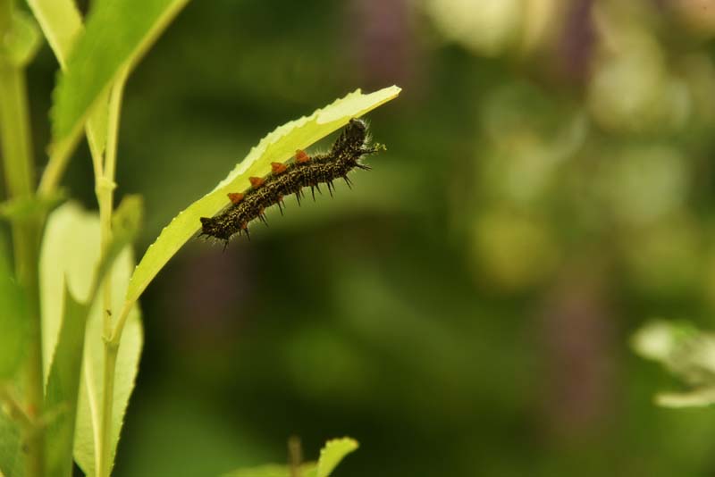 MorningCloakCaterpillar