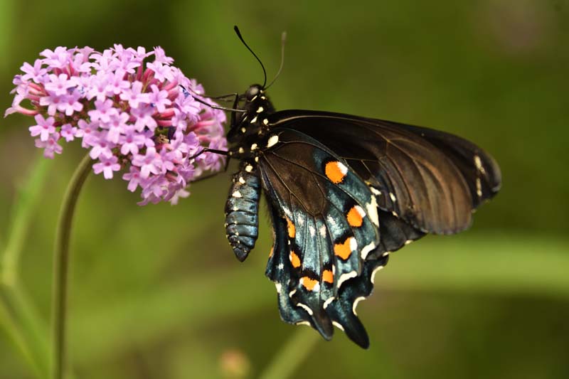 PipevineSwallowtail