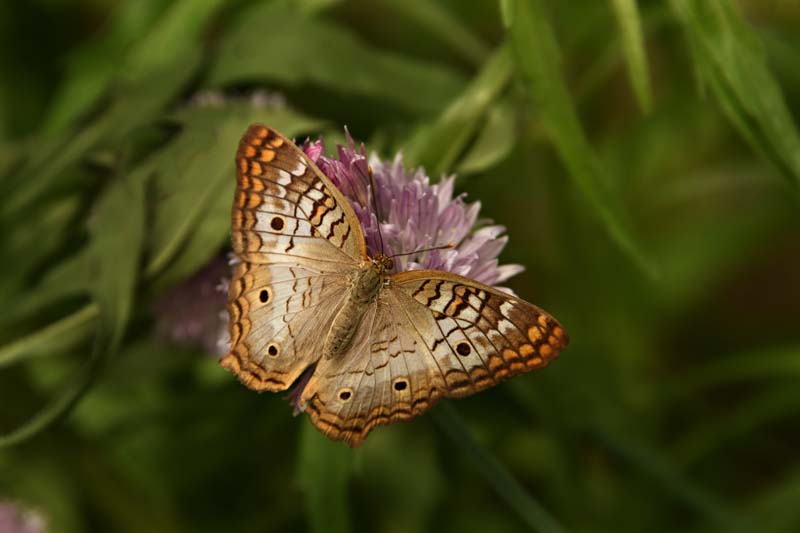 WhitePeacock