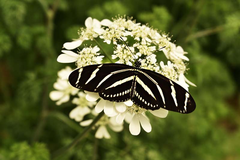 ZebraLongwings
