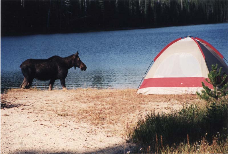 6-moose-at-Fish-Lake-campsite-Crista-Worthy-photo