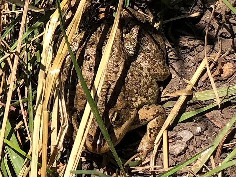 Columbia-Spotted-Frog_gigapixel