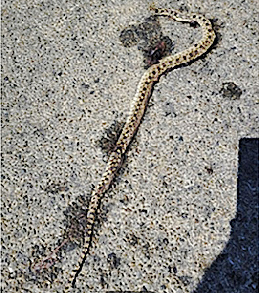 GopherSnake