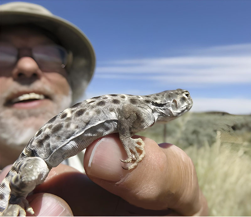 LongNosedLeopardLizard1