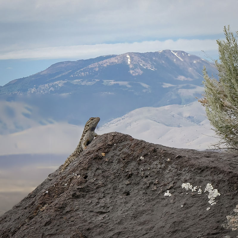 Western-Fence-Lizard