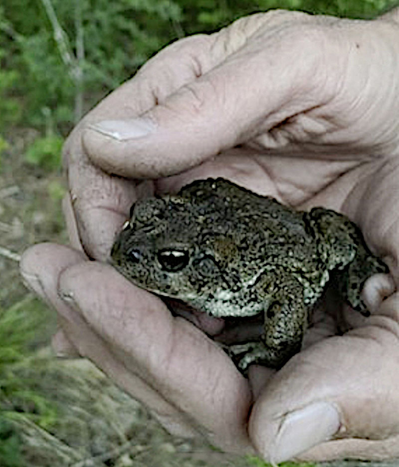 WesternToad