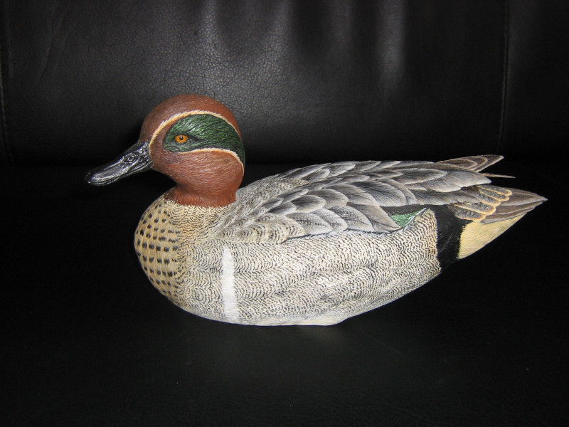 Greenwinged-Teal