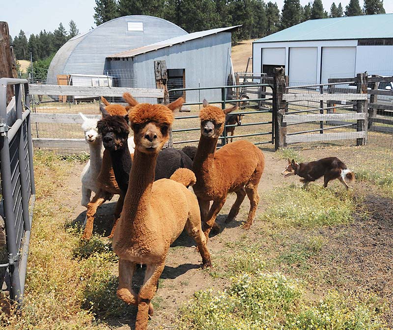 Paca-herding-young-male-alpacas