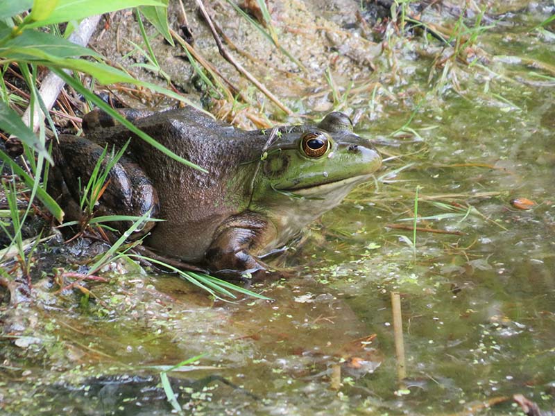 Bullfrog