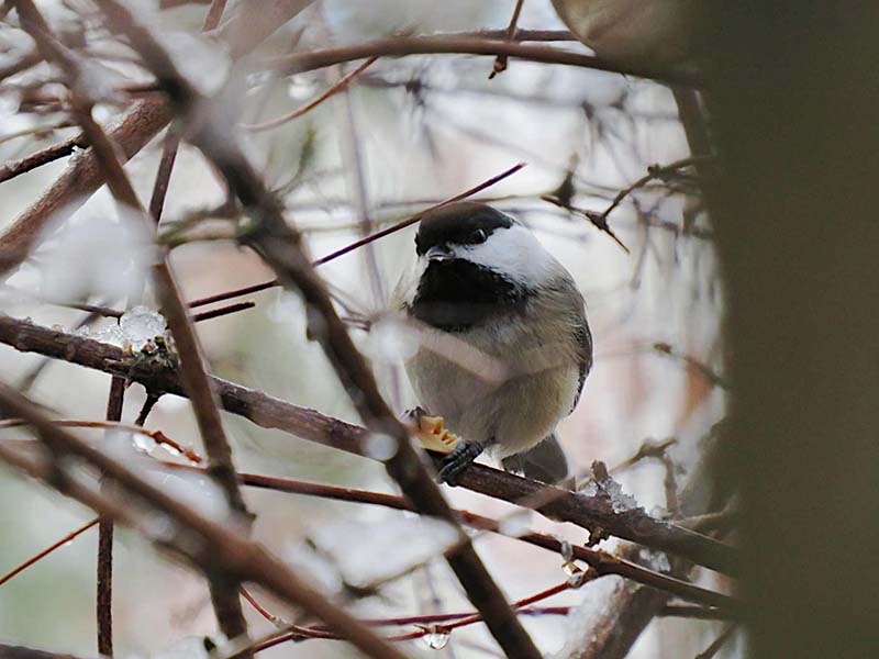 Chickadee-eating-peanut-Reich