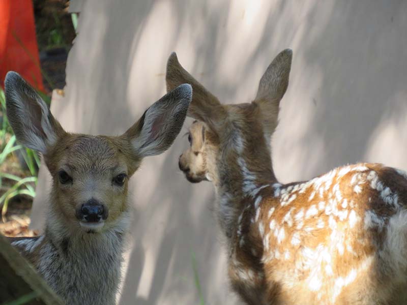 Deer-fawn-twins