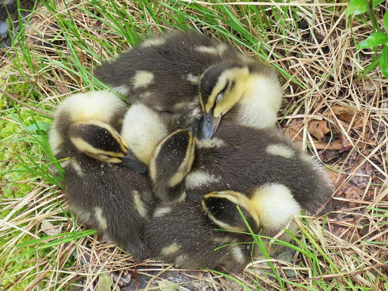 Ducklings