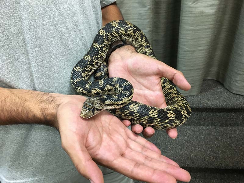 George-the-gopher-snake