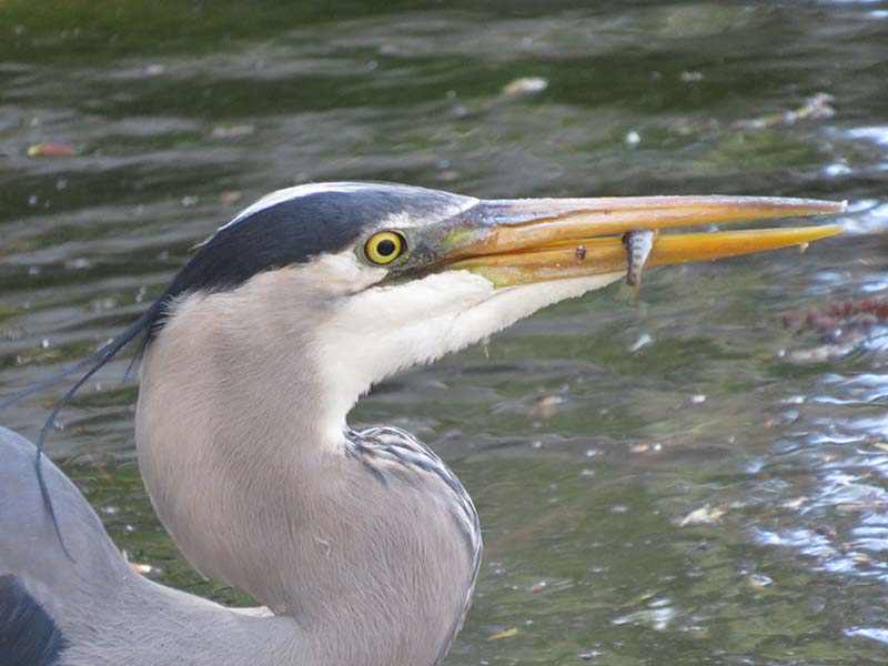 Great-Blue-Heron