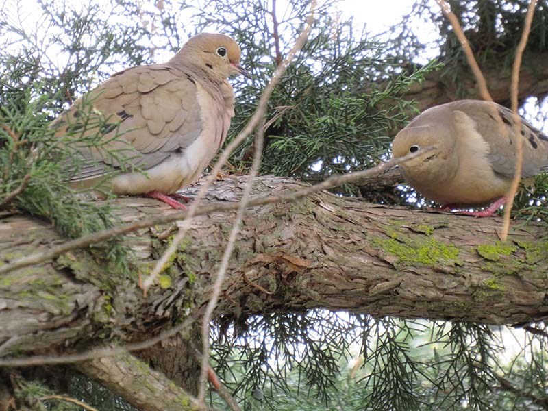 Mourning-dove-pair