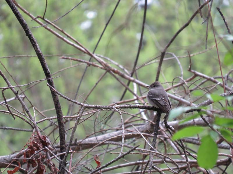 Western-Wood-Pewee