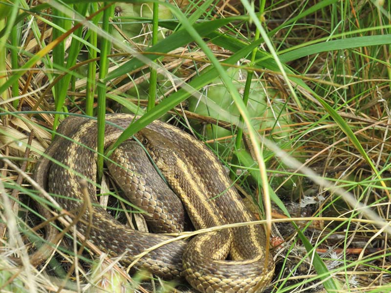 coiled-garter-snake