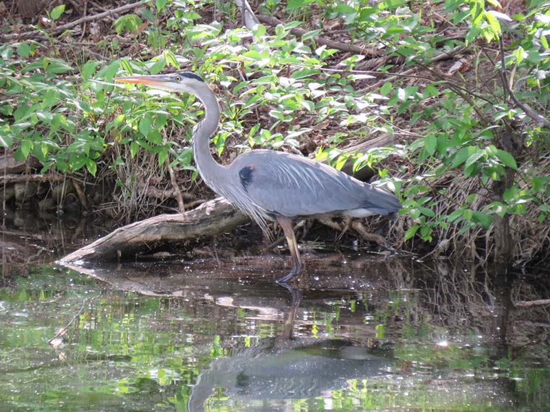 great-blue-heron1