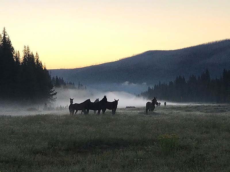 Grazing