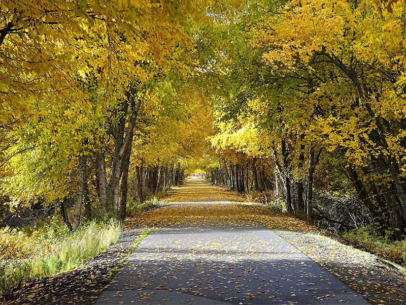 Medimont-tree-tunnel