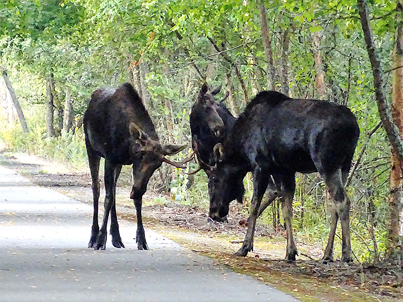 Moose
