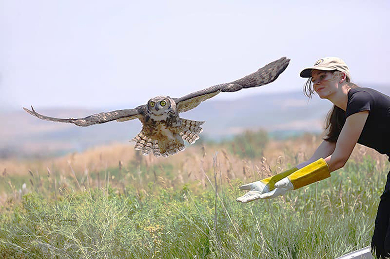 Intern-Jazmyn-releasing-a-rehabbed-owl