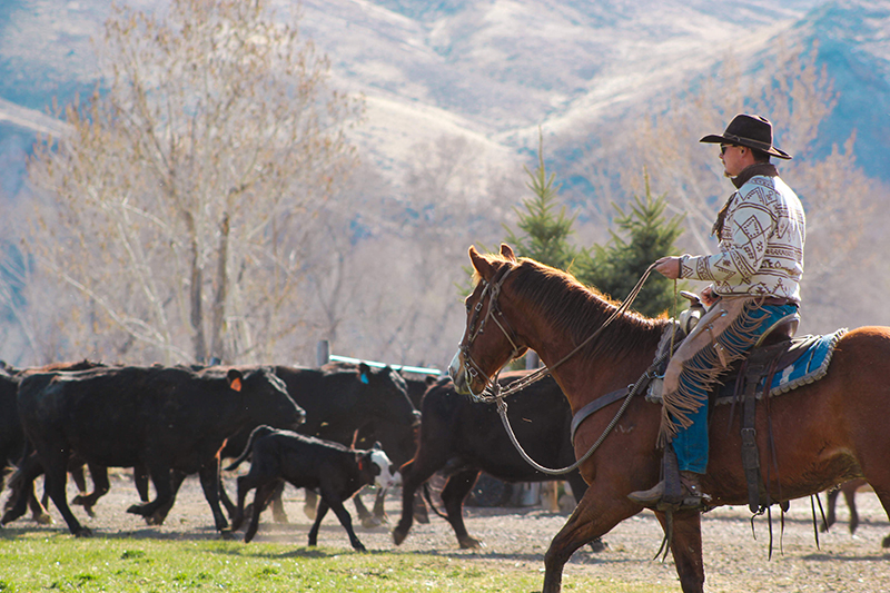 11-cowboywithcows