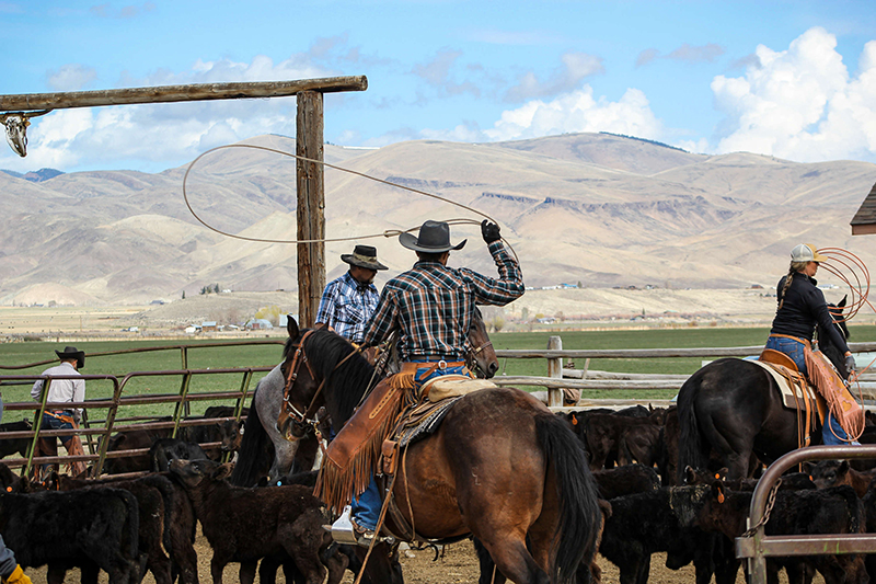 5-ropingcalf