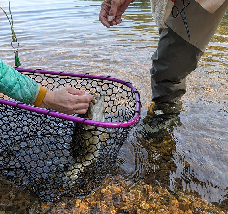 Netted_PegKingery