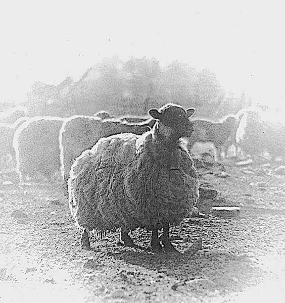 OneOfDonna_sUnshornSheep_RickJenkins