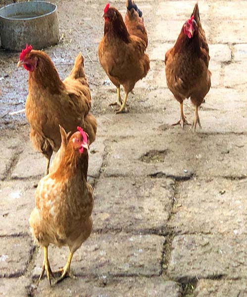 chickensrun