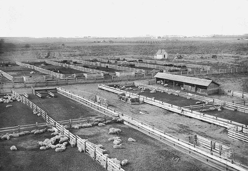 IdahoSheepCattleRanch1915_WaterArchives