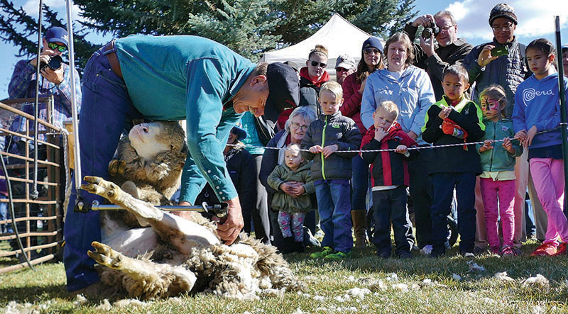 Folklife-Fair_Sheep-shearing-demonstration-John-Balderson-1.-Credit-Carol-WallerX