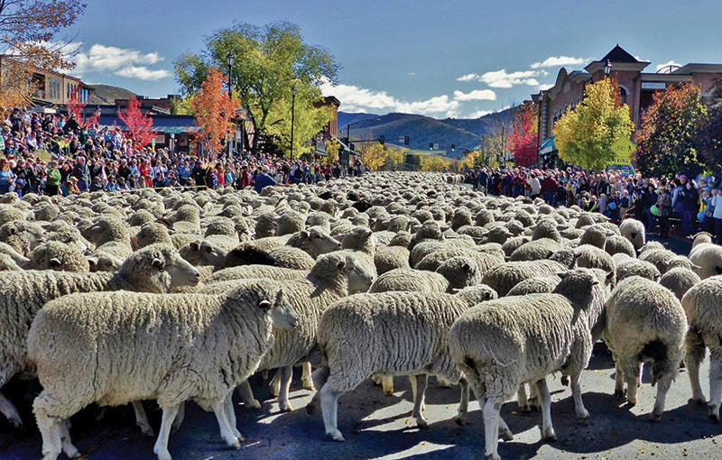 Sheep-Parade_sheep-fill-up-Main-street-Ketchum-best.-Credit-Carol-WallerX