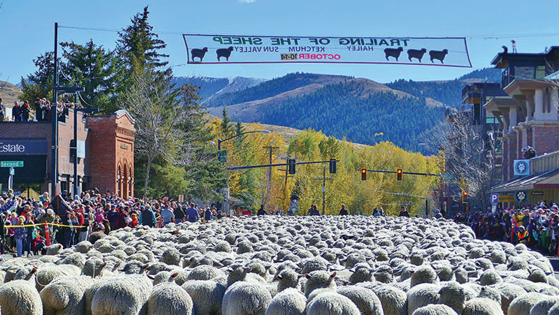 Sheep-Parade_wall-of-wool-parade-band-head-south.-Credit-Carol-WallerX