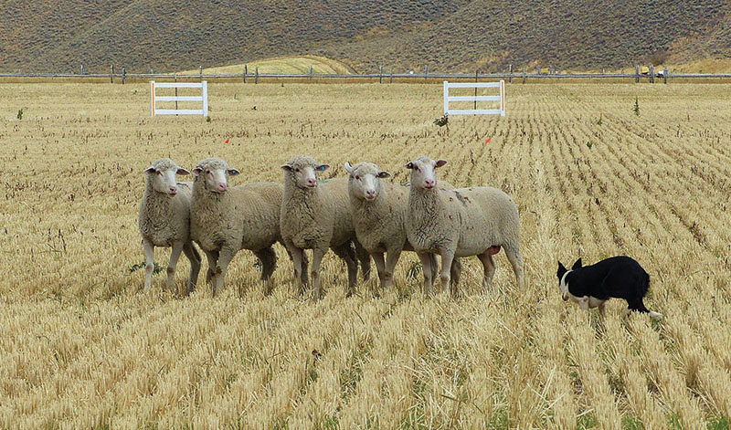 Sheep-dog-trials-heart-to-heart-close.-Credit-Carol-WallerX