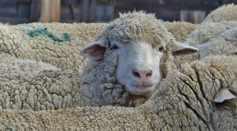 Sheep-face-cutie-close-up-WM.-Credit-Carol-WallerX