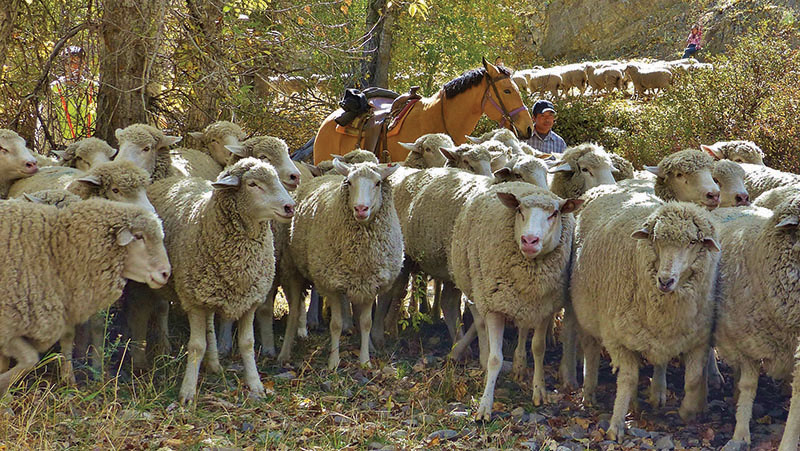 Sheep-near-sheep-bridge-looking-with-herder.-Credit-Carol-WallerX