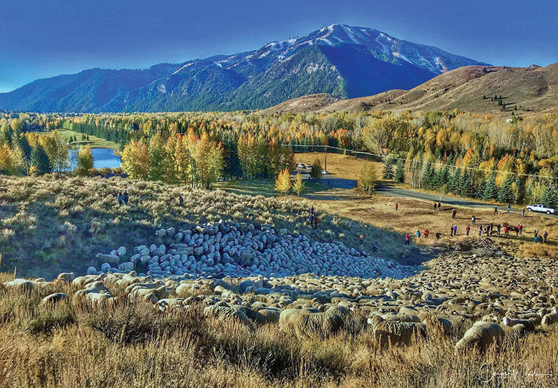 Sheep-trailing-on-hillside-pre-parade-valley-view.-Credit-Carol-WallerX