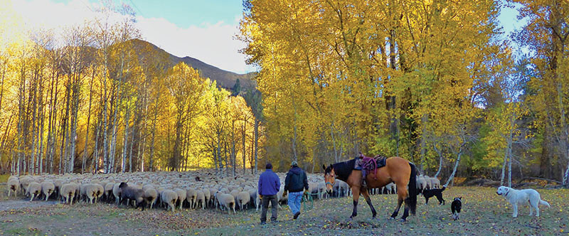 Sheep-trailing-with-herder-dogs-horses-best.-Credit-Carol-Waller-2014X