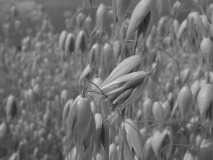 Avena sativa