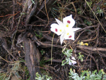 Big-pod Mariposa lily