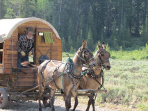 Lloyd-Warr-with-his-mules-and-sheepherder\'s-wagon